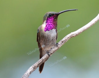 Hummingbird Photo - Hummingbird Photography - Humming Bird Metal Print - Bird Photo, Hummingbird Wall Décor,  Bird Wildlife Photography 8x10