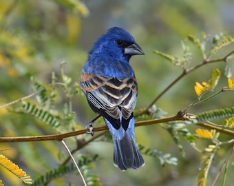 May include: A blue grosbeak perched on a thin branch with yellow-green leaves. The bird has deep blue feathers on its head and body, with chestnut-brown wing bars and a thick, dark beak. The text Valeria Peace is visible at the top.