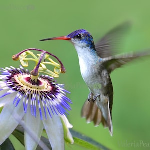 Decorazione Acchiappasole Uccelli In Acrilico - Ciondolo Da Appendere Per Giardino E Casa | Idea Regalo Originale - Foto 2