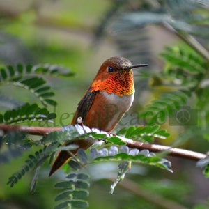 Rufous Hummingbird Photo - Nature Hummingbird Photography - Bird Photography - Hummingbird Wall Art, Bird Watcher Gift, Fine Art Metal Print