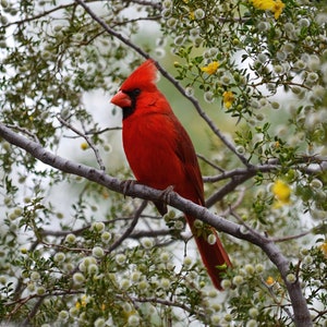 Roter Kardinal Foto - Vogel Fotografie, Quadratischer Natur Druck, Geschenk für Vogelliebhaber, Vertikale Wildtierfotografie, Roter Vogel Wanddekor