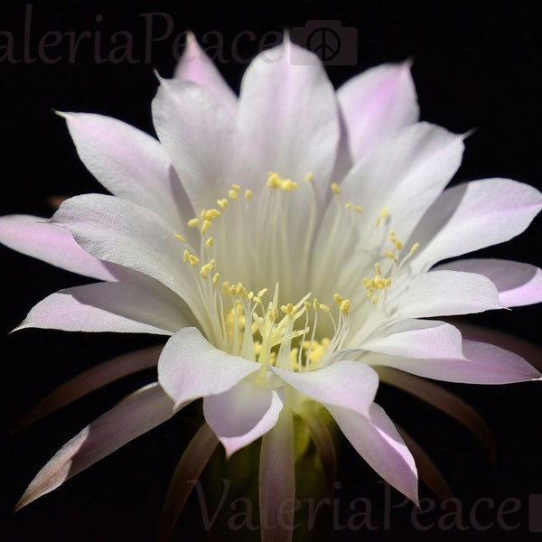 Cactus Photography - Black and White Photo - Easter Lily Cactus Flower Photo - Cactus Blossom Macro Photography - Flower Print on Metal Gift