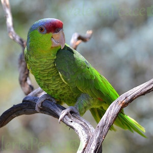 Puede incluir: Un loro verde y rojo con la cabeza azul posado en una rama.