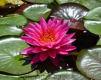 Water Lily Photo - Lily Photography - Pink Flower Photography - Tropical Water Lily Print - Lotus Photo- Square Floral Print on Metal  10x10