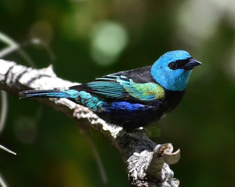 Blue Bird Photo - Blue-necked Tanager Photo - Bird Photography - Colorful Wildlife Print - Bird Lover Gift - Bird Nature Wall Décor 8x8 8x10