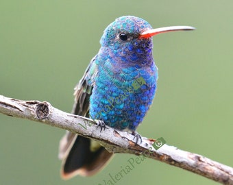 Hummingbird Photography - Blue Bird Photo - Broad-billed Hummingbird Picture, Colorful Wall Décor, Nature Bird Lover Gift, Metal Print 12x12