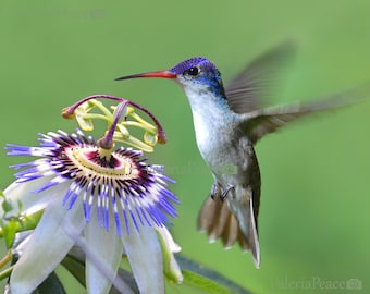 Hummingbird Photo - Original Hummingbird Photography - Passion Flower Print, Colorful Wall Décor, Gift for Her, Modern Nature Fine Art Print