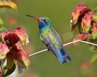 Hummingbird Photography - Hummingbird Photo - Bird Photo - Wildlife Photography - Colorful Home Décor, Desert Bird Print, Large Nature Photo