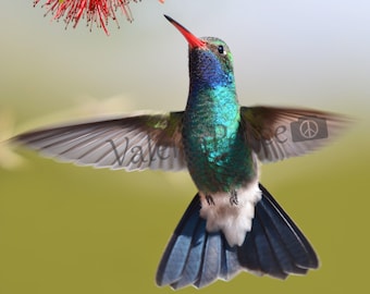 Hummingbird Flying Photo - Hummingbird Photography - Blue Green Hummingbird Picture - AZ Bird Square Metal Print 8x8  Hummingbird Lover Gift