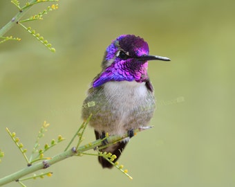 Hummingbird Photography - Costa Hummingbird Photo, Square Hummingbird Print, Hummingbird Wall Art, Bird Photography, Spring Décor, 8x8 12x12