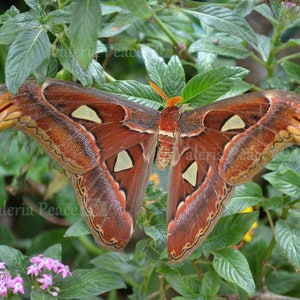 Atlas Moth Photo - Moth Photography - Insect Picture - Moth Photo Wall Décor - Nature Home Décor - Moth Metal Print - Moth Photo Print 16x20