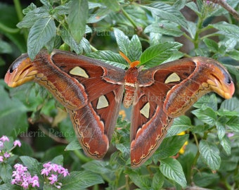 Puede incluir: Una gran polilla Atlas marrón y blanca con antenas plumosas, posada sobre un follaje verde. Las alas de la polilla tienen patrones intrincados y marcas en forma de ojos.