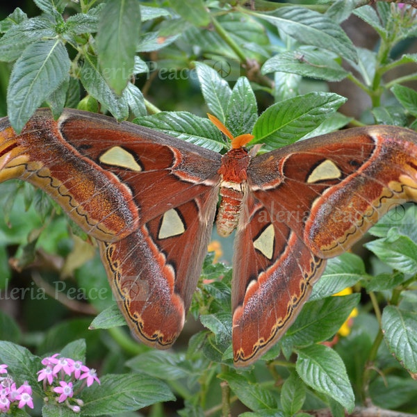 Moth Photo - Atlas Moth Picture - Insect Photography - Moth Photo Wall Décor - Nature Home Décor - Moth Metal Print - Moth Photo Print 16x20