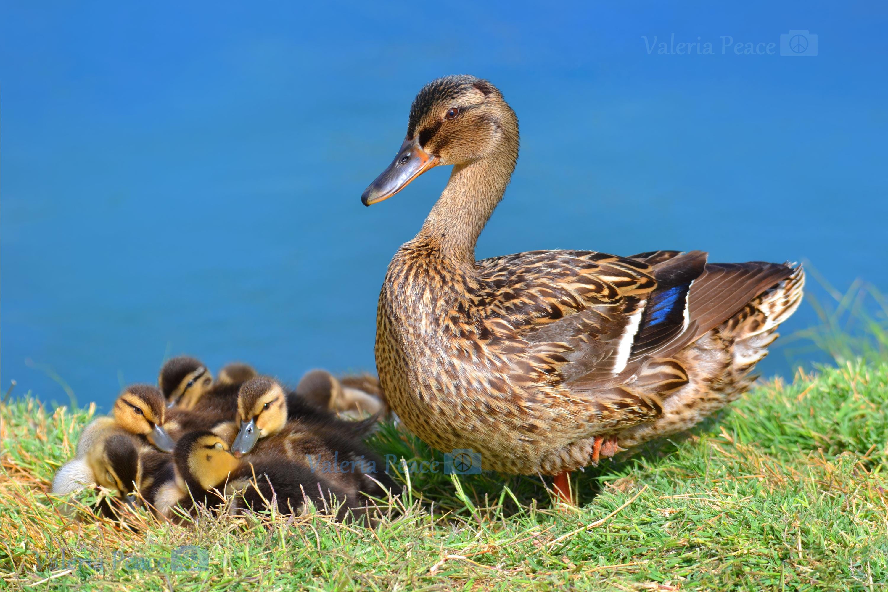 Mother And Baby Ducks Photo Ducklings Photography Mom And Baby Birds 