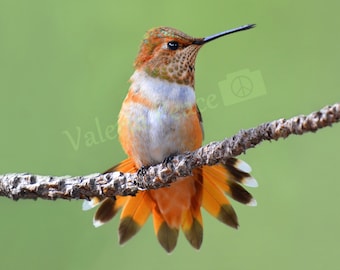 Hummingbird Photography: Rufous Hummingbird Photo Print (Paper or Metal), Nature Bird Art