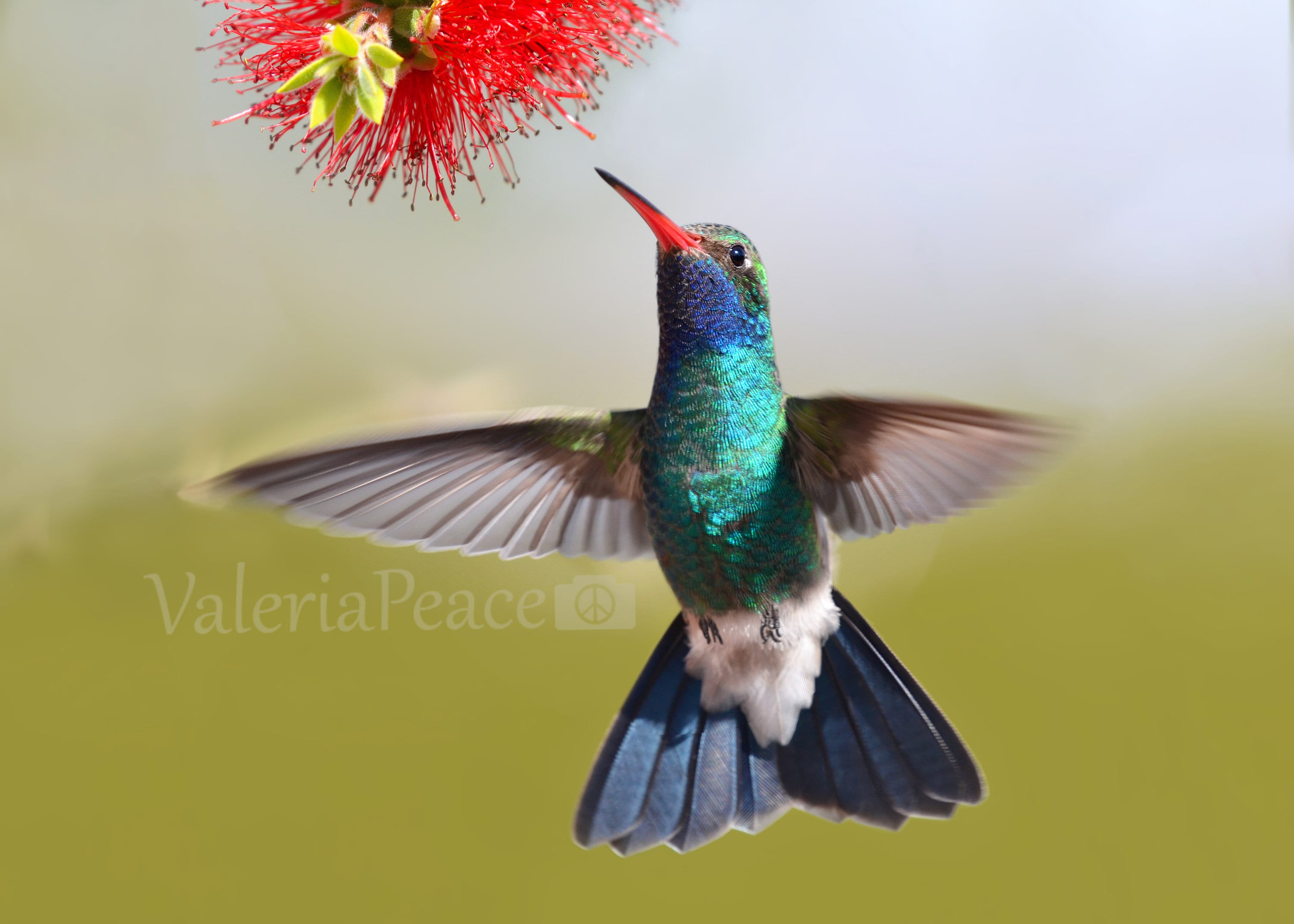 野鳥写真：飛翔するハシブトハチドリの写真プリント - ハチドリ好きへ