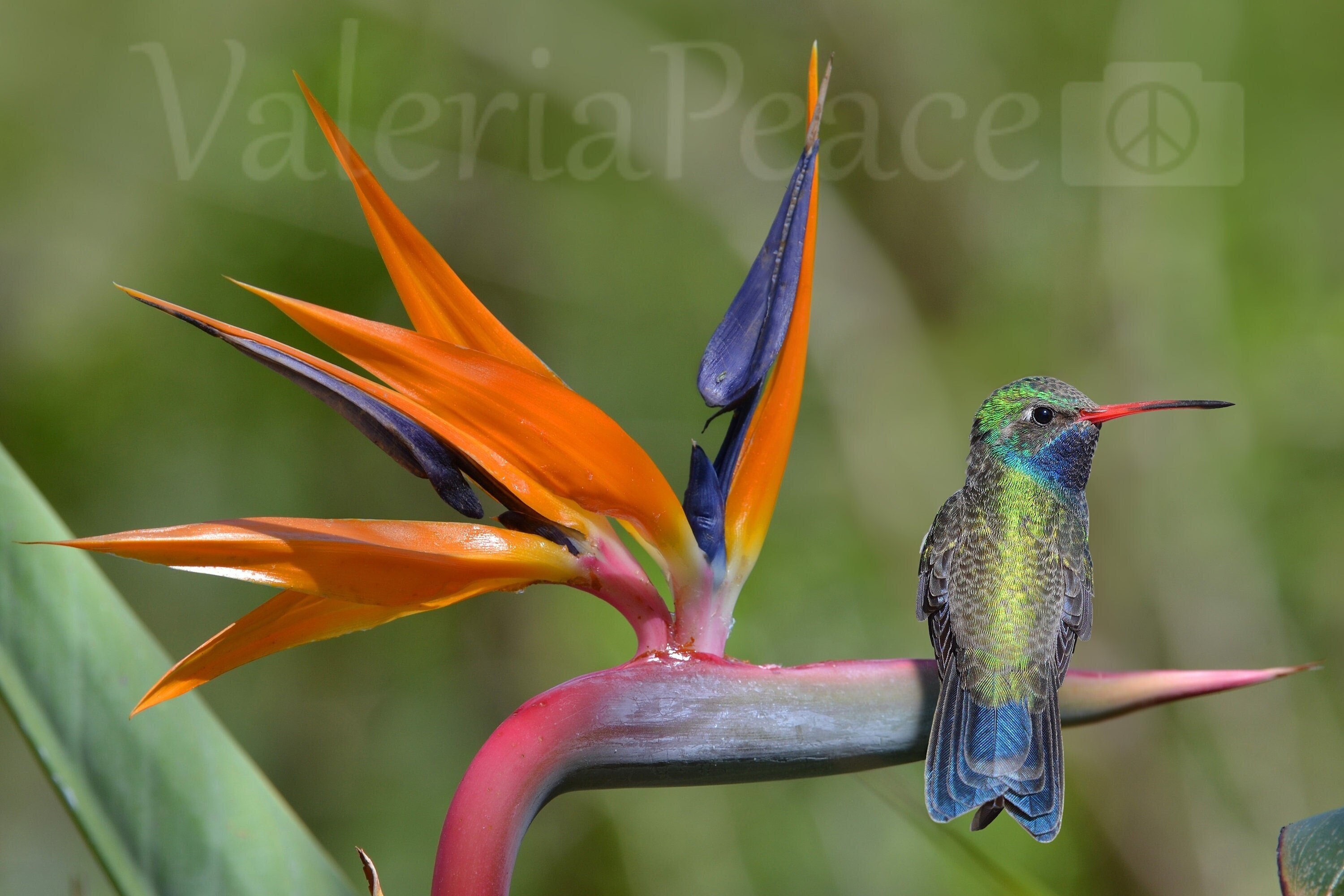 Hummingbird Photo, Bird of Paradise Photo, Hummingbird Photography, Bird Photography, Colorful Nature Print, Flower Photo, Spring Wall Décor - Etsy Hummingbird Photo, Bird of Paradise Photo, Hummingbird Photography, Bird Photography, Colorful Nature Print, Flower Photo, Spring Wall Décor - Etsy