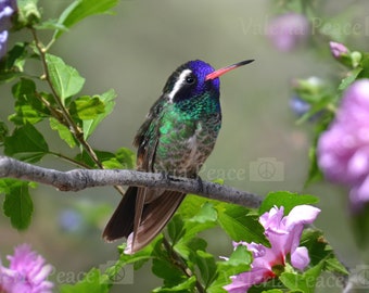 Hummingbird Photography - Square Hummingbird Flowers Photo - Vertical Photo Print - Colorful Bird Nature Photography, Hummingbird Home Décor