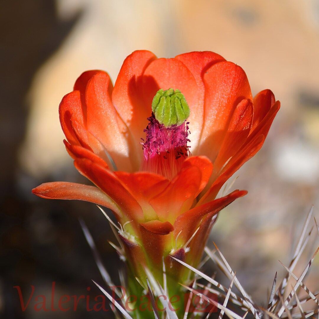 Red Cactus Flower Photo Cactus Flower Closeup Photograph Red Hedgehog