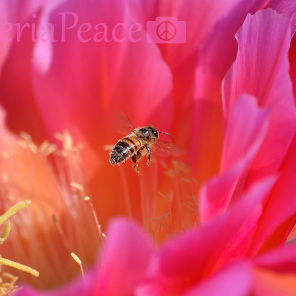 Bee Photo - Bee Cactus Flower Macro Photography - Wildlife Close-up, Pollinator  Spring Garden Photography, Nature Insect Modern Wall Décor