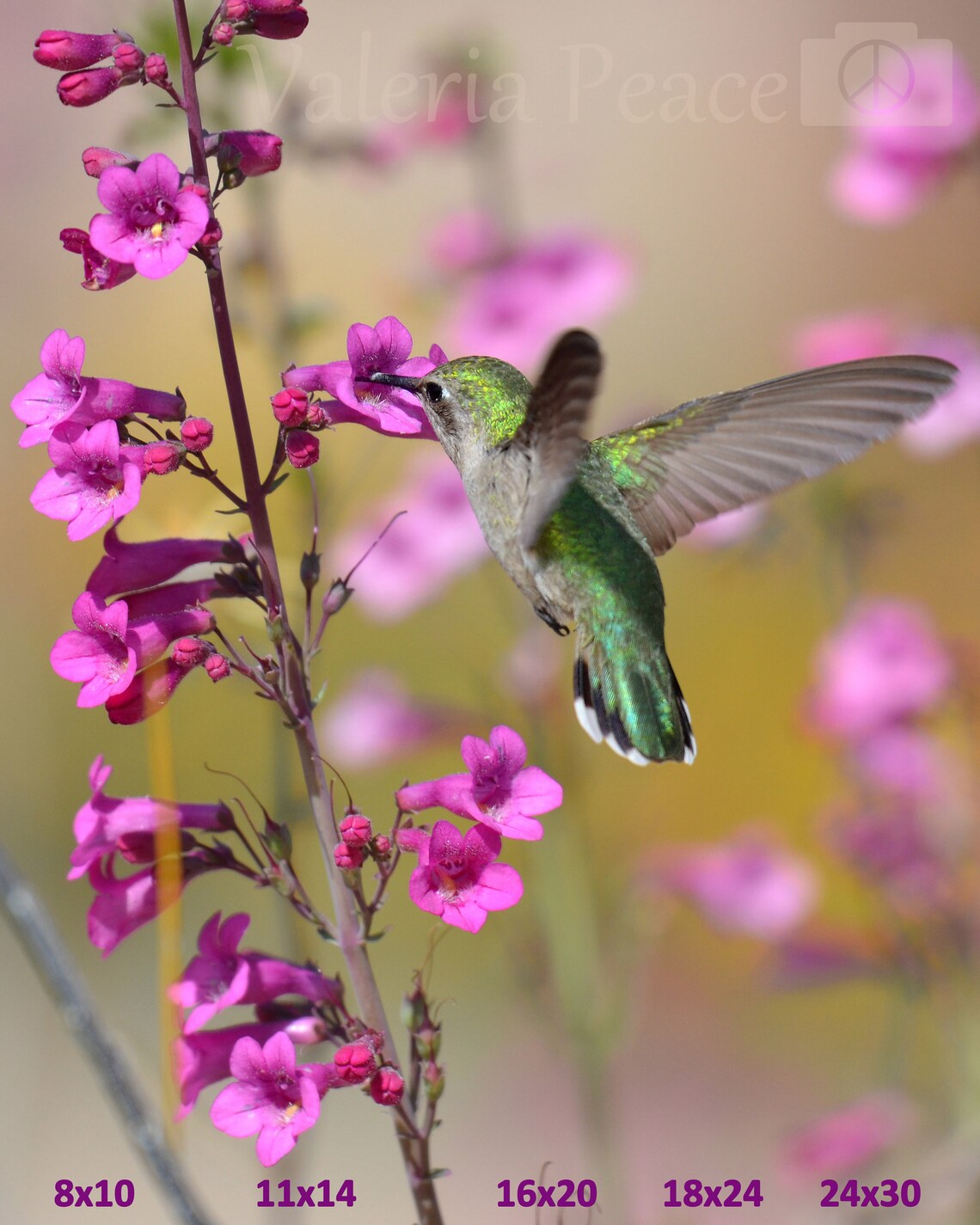Hummingbird Photo - Bird Flower Photo Print, Hummingbird Wildlife ...
