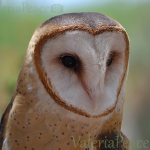 Owl Photo - Bird Photo, Barn Owl, Bird Photography, Owl Portrait, Large Nature Photo 20x30, 30x45, Raptor Wall Décor, Rustic Farmhouse Décor