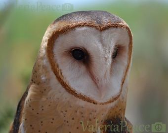 Owl Photo - Bird Photo, Barn Owl, Bird Photography, Owl Portrait, Large Nature Photo 20x30, 30x45, Raptor Wall Décor, Rustic Farmhouse Décor