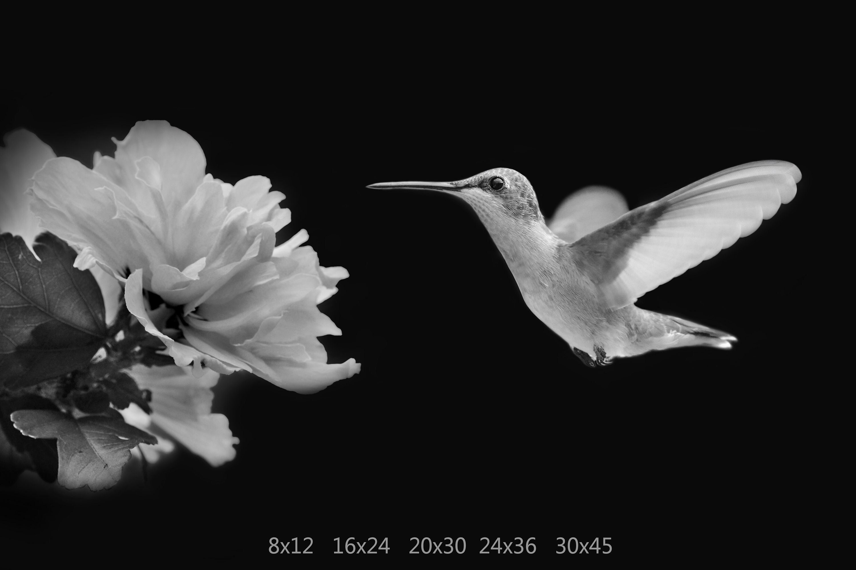 HUMMINGBIRD W - BLACK