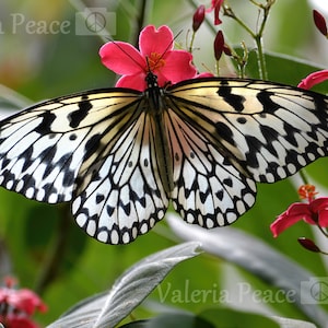May include: A black and white butterfly with intricate patterns on its wings is perched on a pink flower. The butterfly is in focus, while the flower and surrounding greenery are blurred.