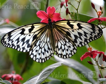 Paper Kite Butterfly Photo, Butterfly Photograph, Butterfly Flower Print, Black White Butterfly, Nature Lover Gift, Animal Macro Photography