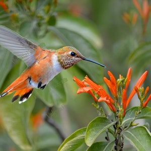 Hummingbird Photography Print - Bird Photography, Rufous Hummingbird  Orange Honeysuckle Flower Photo, Spring Garden Home Décor, Metal Print