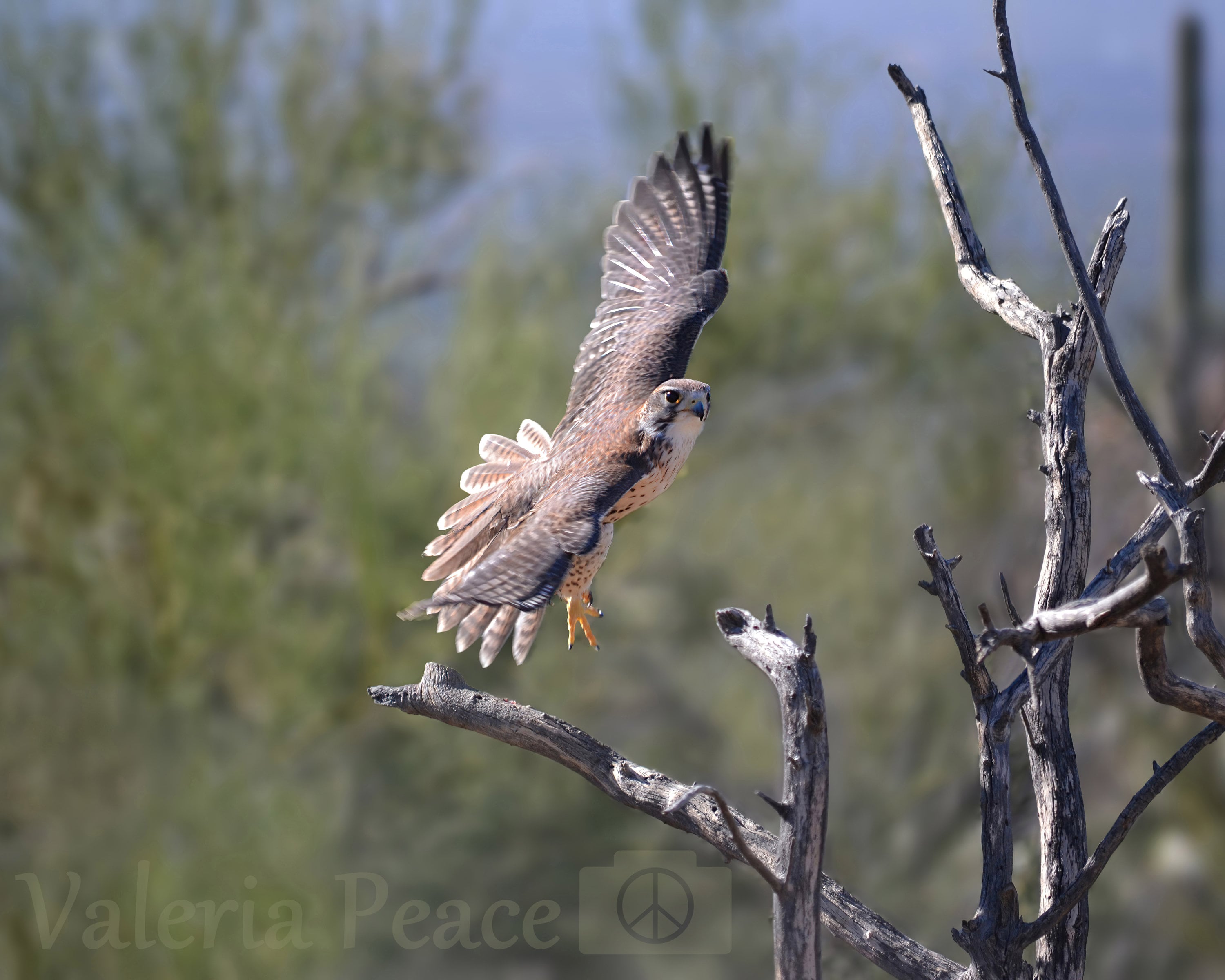 Falcon Photo Bird Photography Bird of Prey Desert Bird Photo Wildlife ...