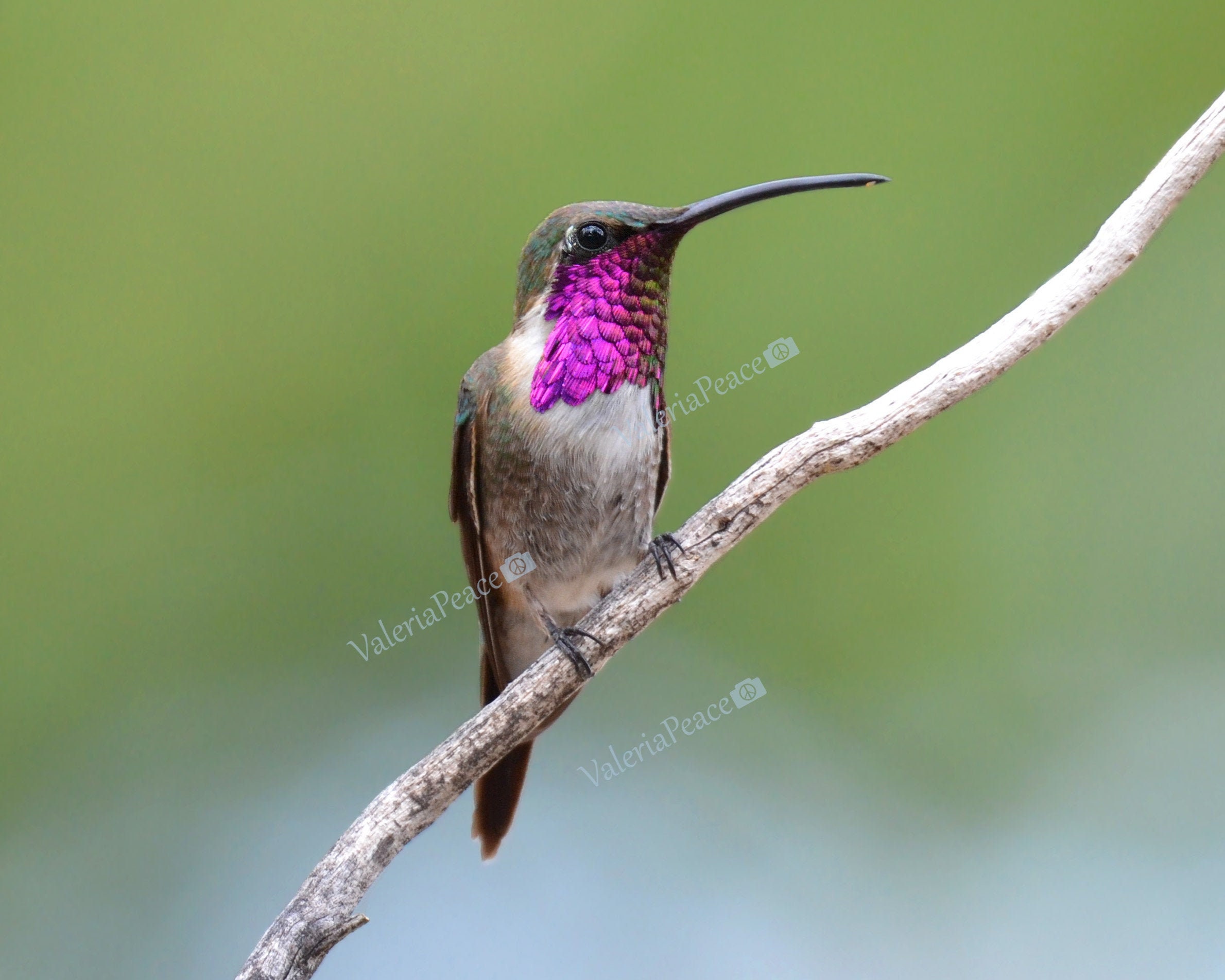 Seltener Kolibri Fotodruck Kolibri Fine Art Fotografie Vogel | Etsy