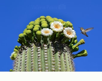 Kaktus Blume Foto: Weie Blume Makrofotografie Druck - Wanddekoration der  Wste im Sdwesten der USA - Blhender Fackelkaktus - Etsy.de
