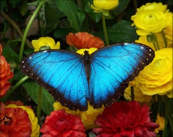 Blauer Morpho Schmetterling Foto: Tropischer Naturfotografie Druck - Schmetterling Blumen Wandkunst