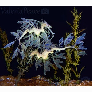 Seadragon Photograph - Leafy Sea Dragon Photo, Marine Fish Photography, Underwater Life Photo, Wildlife Aquatic Print, Ocean Life Wall Décor