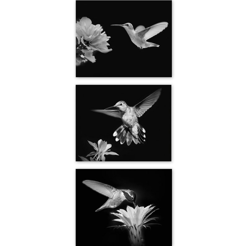 Black and White Hummingbird Photo Hummingbird Photography, Black and