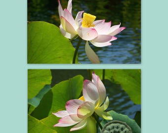 Flower Photography Set of 2, Lotus Flower Photo Set, Wall Art Floral Set, Water Lily Photos, Flowers Photography, Botanical Photo Prints Set