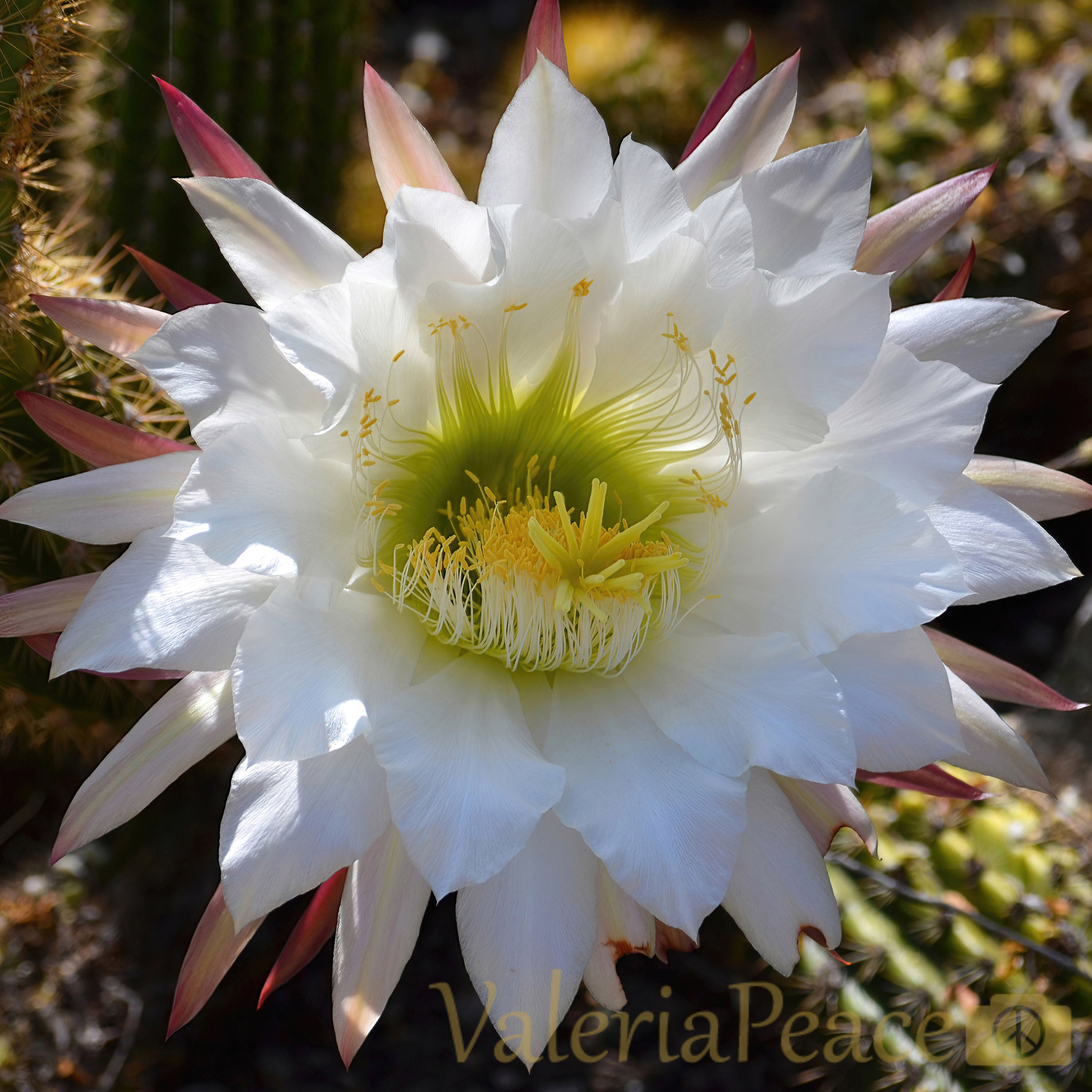 Cactus Flower Photo: White Flower Macrophotography Print - Southwest Desert  Wall Dcor - Blooming Torch Cactus - Etsy