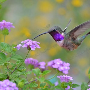 Hummingbird Photo - Bird Photo - Hummingbird Flying - Hummingbird Photography - Bird Flowers Print - Flower Garden Home Décor - Nature Photo