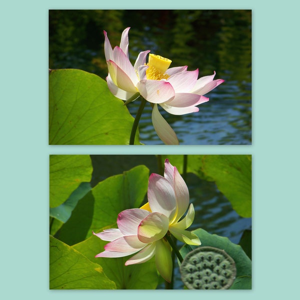 Flower Photography Set of 2, Lotus Flower Photo Set, Wall Art Floral Set, Water Lily Photos, Flowers Photography, Botanical Photo Prints Set