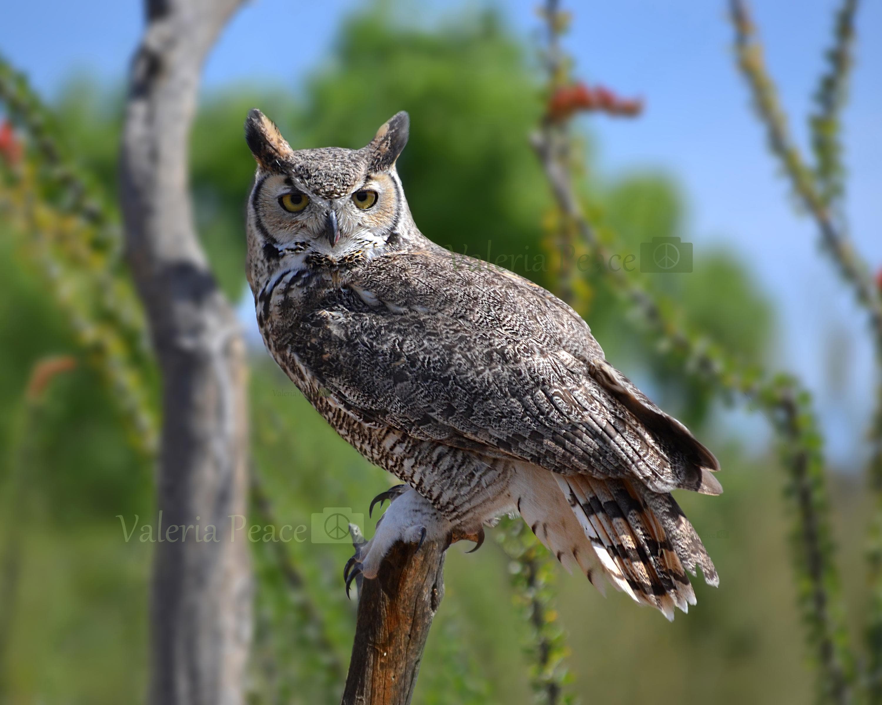 Bird Photography: Great Horned Owl Photo Print - Owl Wildlife Wall Decor