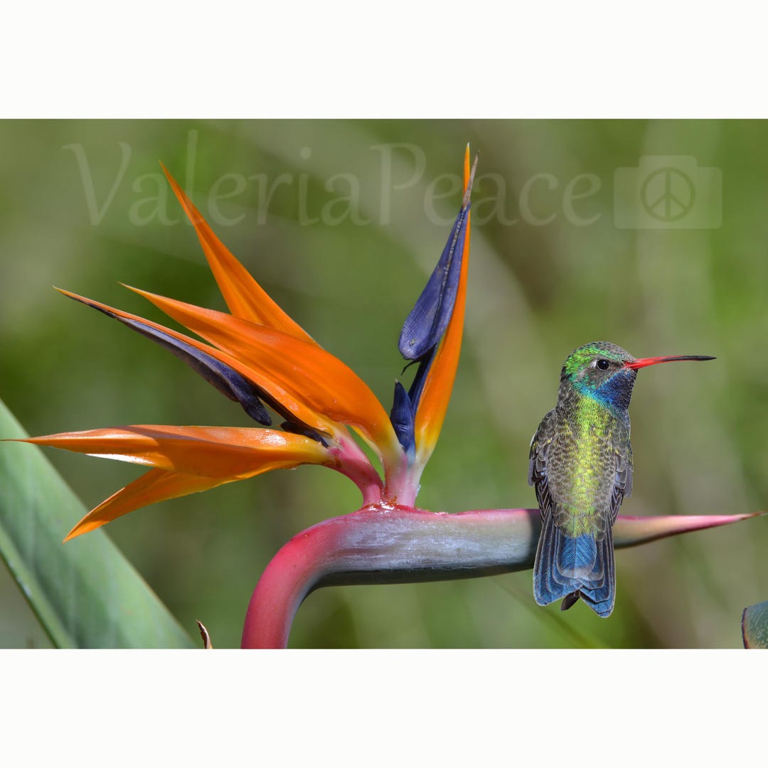 Hummingbird Photo, Bird of Paradise Photo, Hummingbird Photography, Bird Photography, Colorful Nature Print, Flower Photo, Spring Wall Décor - Etsy Hummingbird Photo, Bird of Paradise Photo, Hummingbird Photography, Bird Photography, Colorful Nature Print, Flower Photo, Spring Wall Décor - Etsy