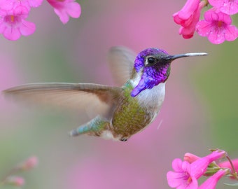Costa Hummingbird in Flight - Original Hummingbird Fine Art Photography - Square Hummingbird Photo Print on Metal- Purple Flowers Bird Photo