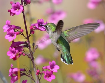 Hummingbird Photo - Bird Flower Photo Print, Hummingbird Wildlife Photography, Hummingbird Flying Picture, Hummingbird Spring Photo Art 8x10