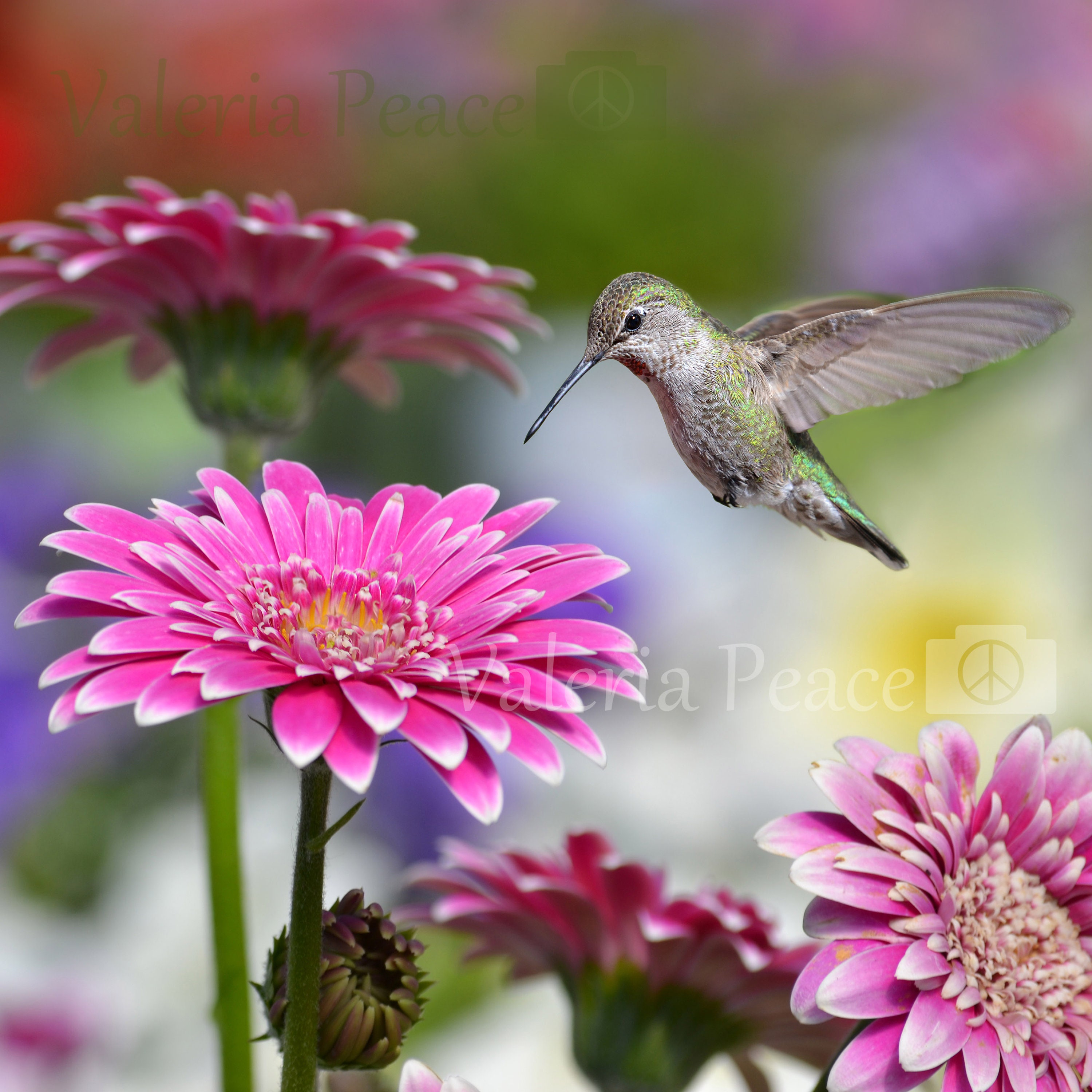 Hummingbird Photo - Hummingbird Flower Photography - Anna Hummingbird ...