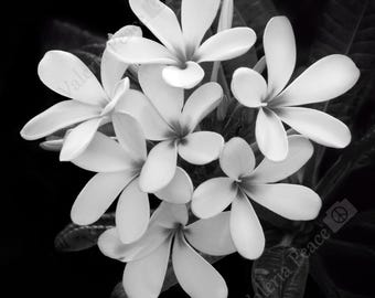 Black and White Flower Photography - Plumeria Photo Monochrome Flower Print - Tropical Flower Wall Art