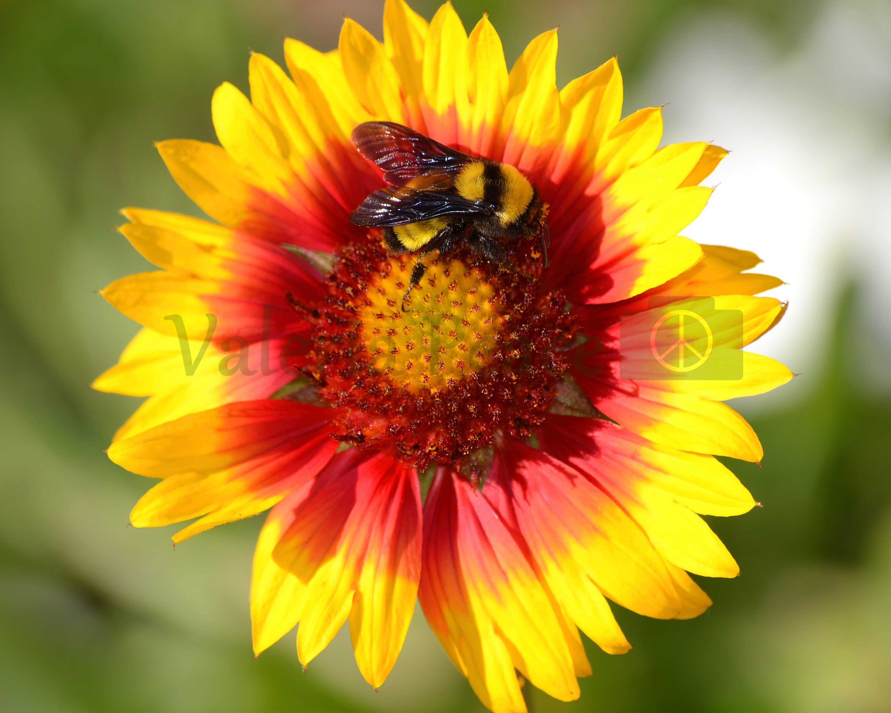 Bee Photo - Flower Photography - Large Bee Flower Photo - Arizona Sun Flower Photo - Red Yellow Flower  Nature Photography  Pollinator Photo