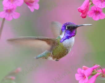 Costa Hummingbird in Flight - Original Hummingbird Fine Art Photography - Square Hummingbird Photo Print on Metal, Purple Flowers Bird Photo