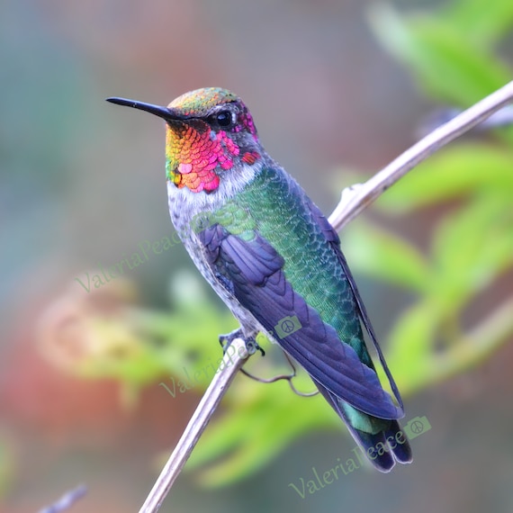 Arte da parete in metallo con colibrì e uccellini, decorazione per uccelli da parete in metallo multi gesto